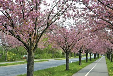 cherry trees