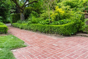 Green hedge borders a brick path in planted garden