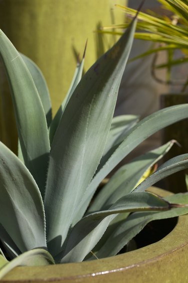 Close-up of agave plant