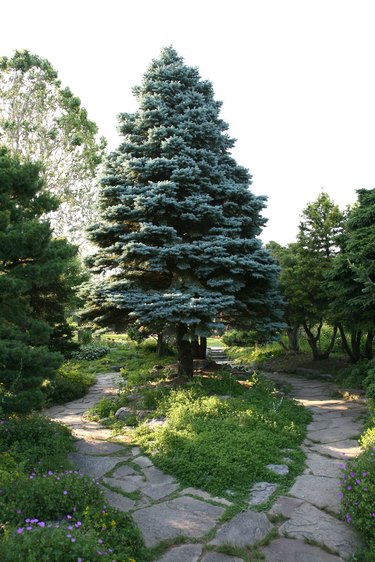 Colorado Blue Spruce Tree