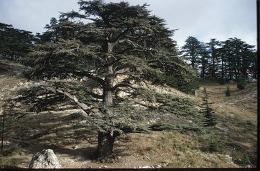 Cypress tree