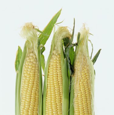 Ears of corn in husks, close-up
