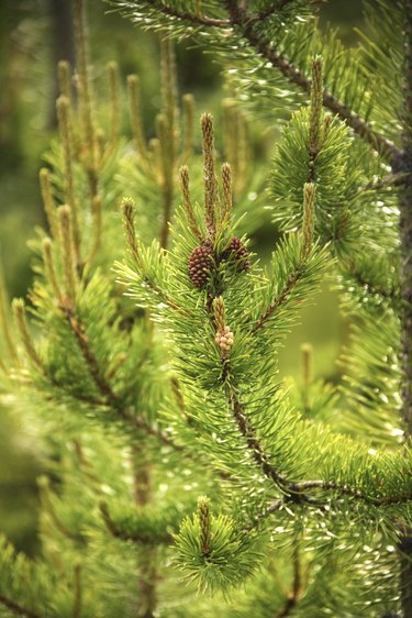 How Long Can Pine Trees Go Without Water?