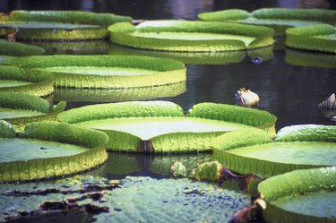 Lillypads close-up