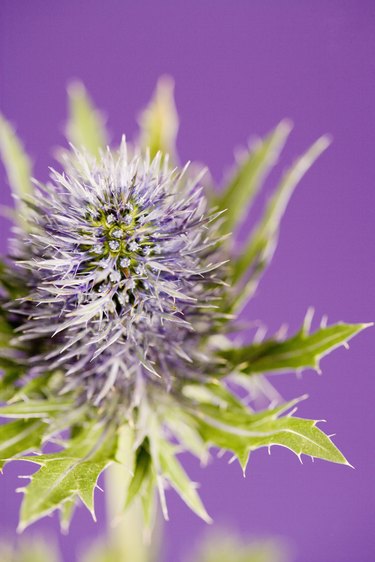 Purple flowering thistle