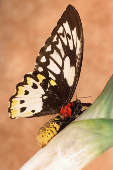 Butterfly and caterpillar on a leaf