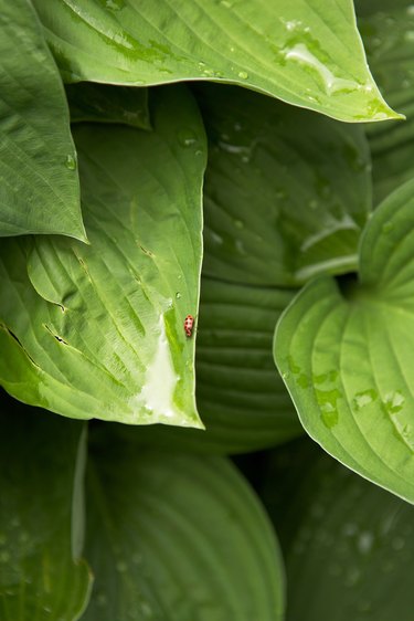 UNDER THE SHADE OF THE LEAVES