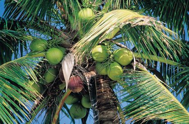 Palm tree with coconuts