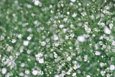 Gypsophila - plant with small white flowers, used for floral