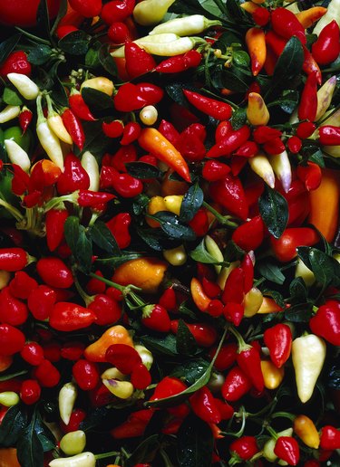 Variety of peppers