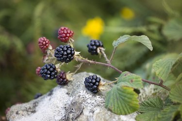Blackberries on a branch