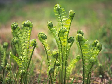 Ostrich fern (Matteuccia struthiopteris)