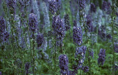 Field of lavender