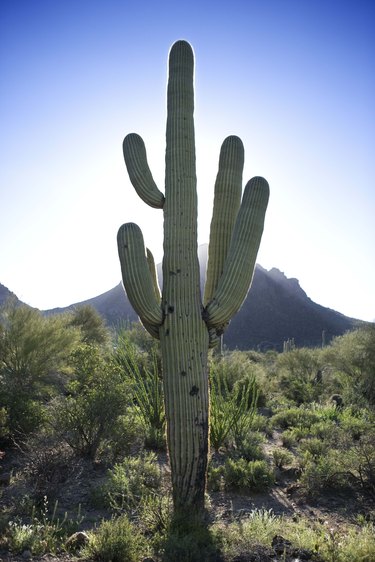 Cactus in desert