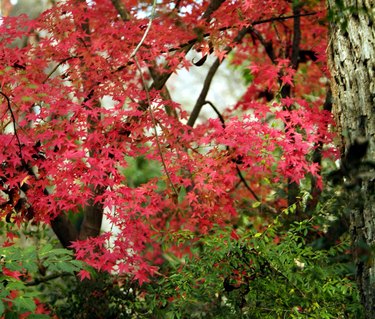 japanese maple