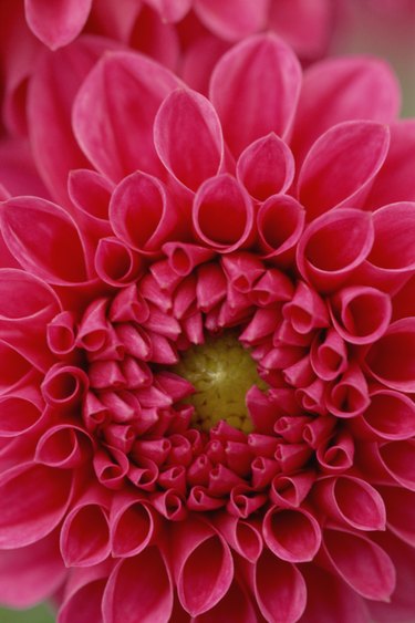 Close-up on Dahlia