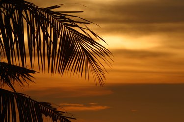 Tropical palm tree and ocean