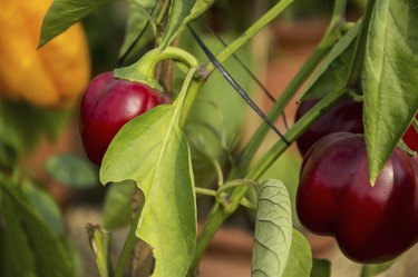 Red capsicum plant