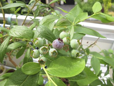 Blueberries in flowerpot on balcony