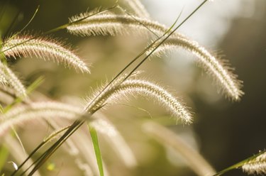 Dwarf Foxtail Grass