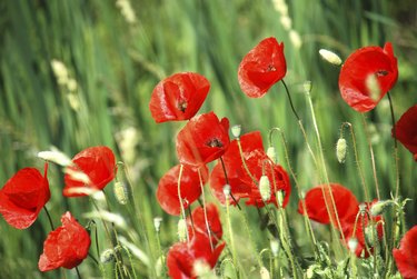 poppy field