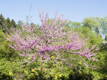 Cercis canadensis (Eastern Redbud)