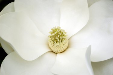 Magnolia flower