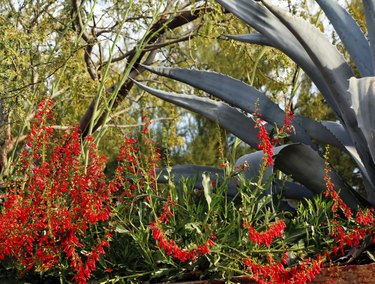 Red Ocotillo Flowers Agave Desert Botanical Garden Phoenix Arizo