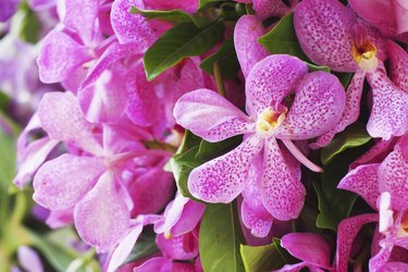Pink mokara orchids