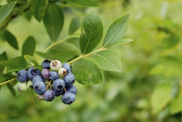 Blueberry bush