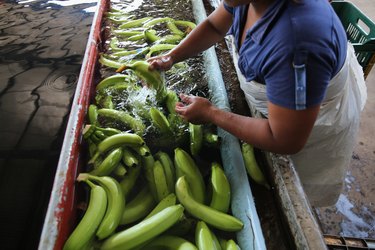 Workers Harvest, Clean, And Pack Bananas For American Market
