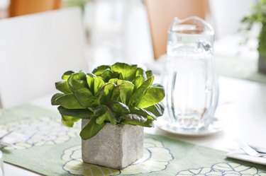 Basil bunch in stone decorative pot on the table