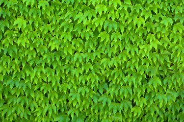 Wall covered with Boston Ivy.