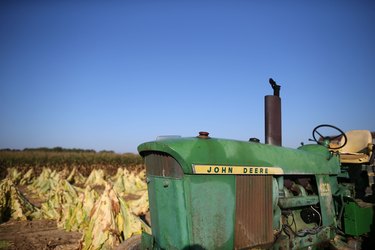 Maryland Tobacco Harvest After Severe Summer Drought