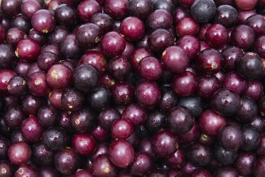 Muscadines