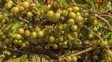 Muscadine Grapes