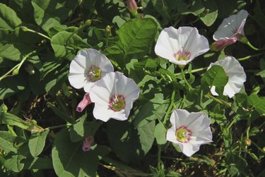 pink flowers of bindweed Convolvulus arvensis