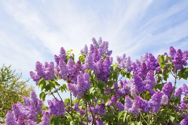 Lilac bush