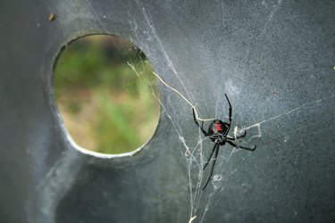 What are black widow spiders?