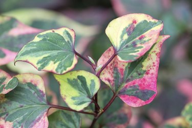 Beautiful colorful leaves of Houttuynia cordata Chameleon
