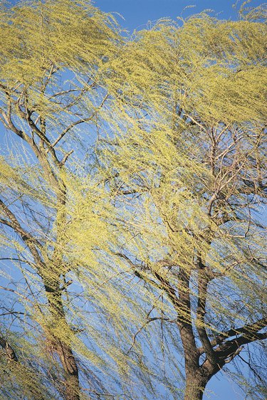 Windblown willow tree