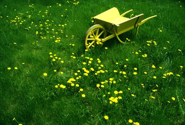 Decorative yellow wheelbarrow in overgrown lawn