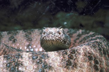 Close up of a rattlesnake