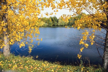 Lake in autumn