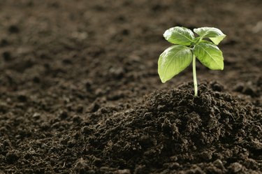 Seedling in soil