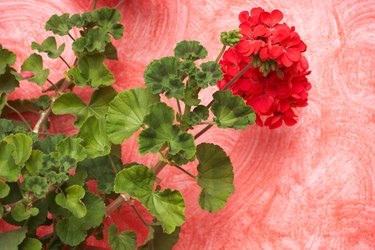 Red geranium on pink wall
