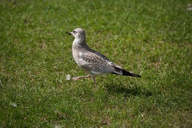 Gull walking on lawn