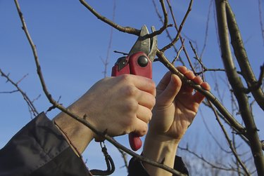 tree cutting