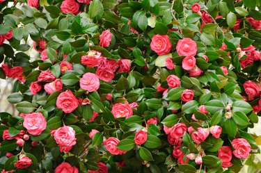 Red camelia bush