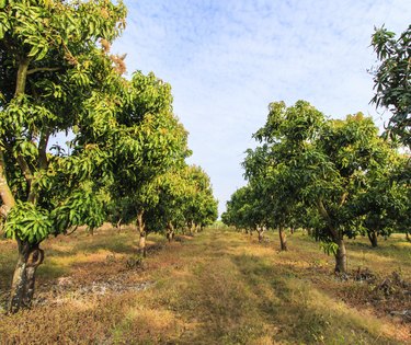 Mango orchards asia Thailand